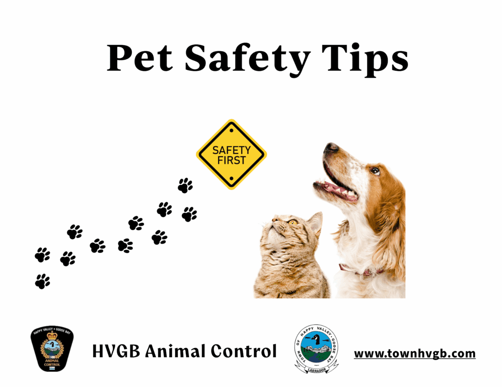 Tips for Keeping Pets Entertained in Cars: Ultimate Fun Ideas